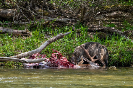 Gray wolf (Canis lupus) eating a hunted deer. Bieszczady Mountains, Carpathians, Poland.
