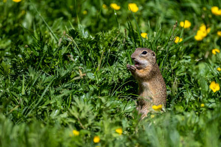 European ground squirrel, European souslik, Spermophilus citellus. The Muran Plateau National Park,...