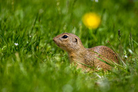 European ground squirrel, European souslik, Spermophilus citellus. The Muran Plateau National Park,...