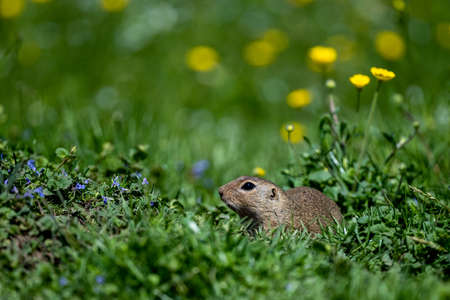 European ground squirrel, European souslik, Spermophilus citellus. The Muran Plateau National Park,...