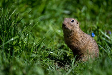 European ground squirrel, European souslik, Spermophilus citellus. The Muran Plateau National Park, Slovakia.の写真素材