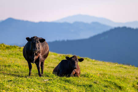 Cows in a mountain meadow. Rodna Mountains, Carpathians, Romania.の写真素材
