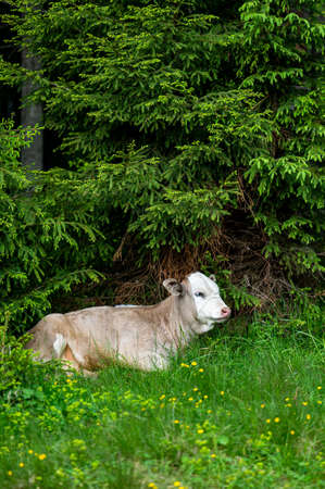 Cows in a mountain meadow. Rodna Mountains, Carpathians, Romania.の写真素材