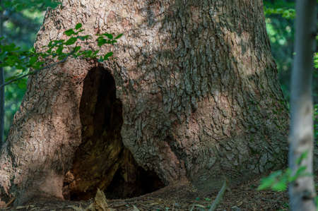 A brown bearÂ´s lair in the old fir tree. Bieszczady Mountains, Carpathians, Poland.