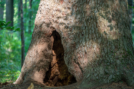 A brown bearÂ´s lair in the old fir tree. Bieszczady Mountains, Carpathians, Poland.