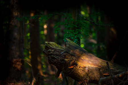 A close-up of an old, dark, primeval forest with the copy space area. Bieszczady National Park, Carpathians, Poland.の写真素材