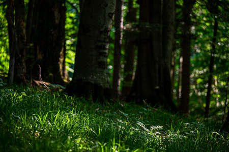 A close-up of an old, dark, primeval forest with the copy space area. Bieszczady National Park,...