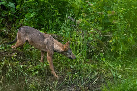 Gray Wolf (Canis lupus). Bieszczady Mountains, Carpathians, Poland.