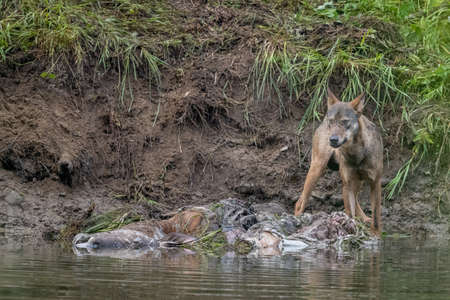 Gray wolf (Canis lupus) by the remains of a killed deer. Bieszczady, Carpathians, Poland.