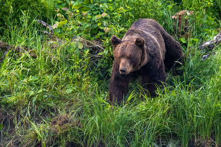 Brown Bear (Ursus arctos). Bieszczady, Carpathians, Poland.