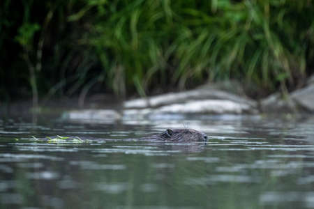 Eurasian beaver (Castor fiber), Carpathians, Bieszczady, Poland.の写真素材