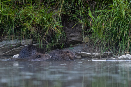 Eurasian beaver (Castor fiber), Carpathians, Bieszczady, Poland.の写真素材