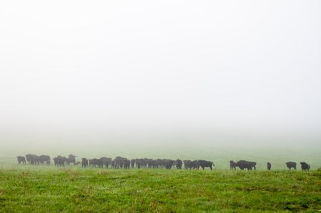 European Bison (Bison bonasus) herd in a meadow. The Bieszczady Mountains, Carpathians, Poland.の写真素材