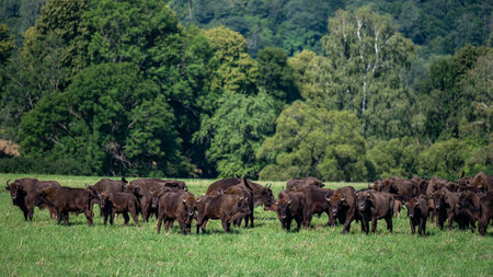 European Bison (Bison bonasus) herd in a meadow. The Bieszczady Mountains, Carpathians, Poland.の写真素材