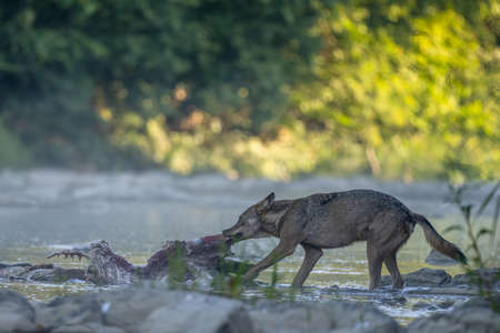 Gray wolf (Canis lupus) by the remains of a killed deer. Bieszczady, Carpathians, Poland.