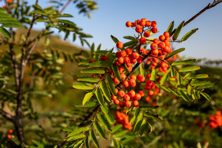 Rowan (Mountain-ash, Sorbus aucuparia) fruits. Carpathians, Poland.の写真素材
