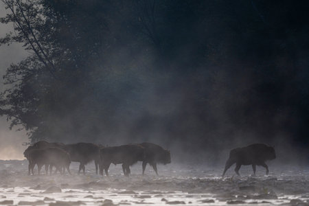 European Bison, Wisent, Bison bonasus. Bieszczady, Carpathians, Poland.