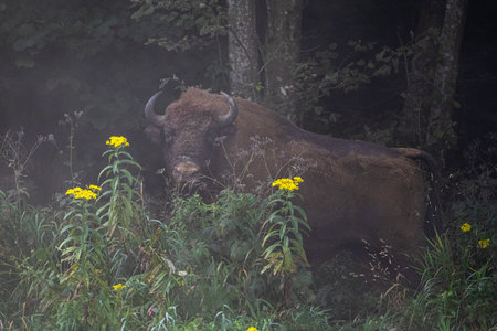 European Bison, Wisent, Bison bonasus. Bieszczady, Carpathians, Poland.