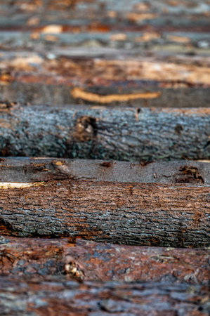 Different types of logs in a timber yard.