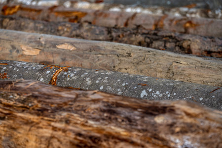 Different types of logs in a timber yard.