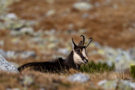 Tatra chamois, Rupicapra rupicapra tatrica, Tatra National Park, Slovakia.の写真素材