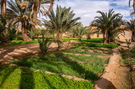 A typical African oasis in a Sahara desert, Morocco. Ecological, extensive agriculture.