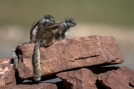 Barbary ground squirrel, Atlantoxerus getulus, Atlas Mountains, Morocco.の写真素材