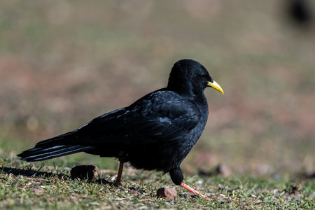 Alpine chough, Yellow-billed chough, Pyrrhocorax graculus. Atlas Mountains, Morocco.の写真素材