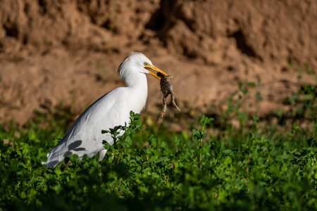 Bird with a caught toad.. Cattle egret, bubulcus ibis, Moroccoの写真素材