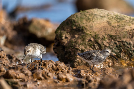 Dunlin, Calidris alpina, Inezgane, Morocco.の写真素材