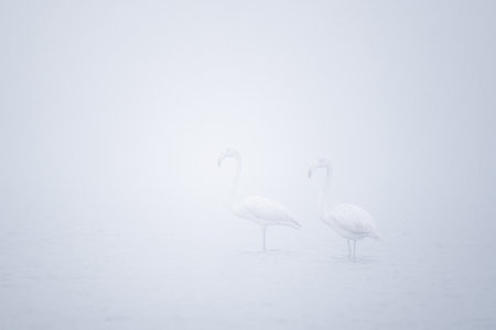 Greater flamingo, Phoenicopterus roseus, Souss Massa National Park, Morocco.の写真素材