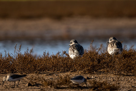 Gray Plover, Black-bellied Plover, Pluvialis squatarola. Souss Massa National Park, Morocco.の写真素材