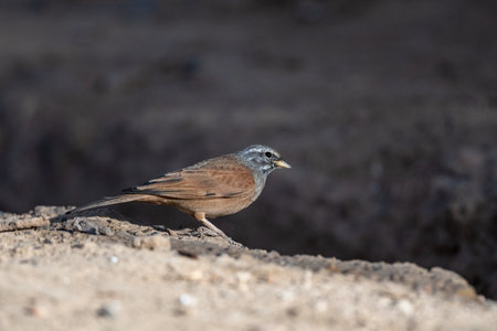 House bunting, Emberiza sahari, Morocco.