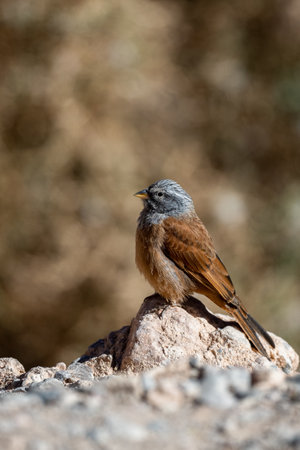 House bunting, Emberiza sahari, Morocco.の写真素材