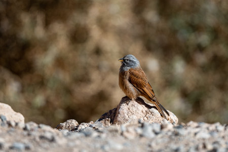 House bunting, Emberiza sahari, Morocco.の写真素材