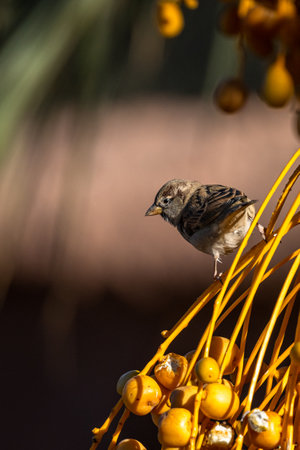 House sparrow, Passer domesticus, Morocco.の写真素材