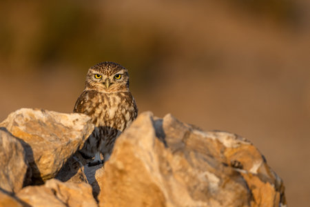 Little owl, Athene noctua, Souss-Massa National Park, Morocco.の写真素材