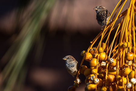 House sparrow, Passer domesticus, Morocco.の写真素材