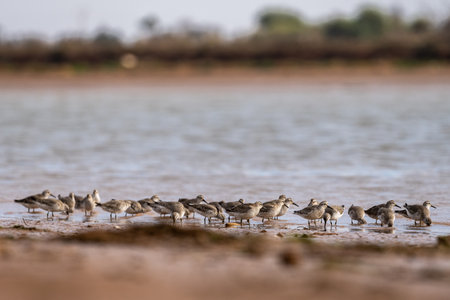 Red knot, Calidris canutus, Inezgane, Moroccoの写真素材