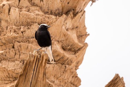 White-crowned wheatear, Oenanthe leucopyga, Moroccoの写真素材