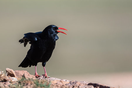 Red-billed chough, Pyrrhocorax pyrrhocorax, Atlas Mountains Morocco.の写真素材