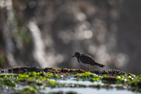 Ruddy turnstone, Arenaria interpres, wintering on the Moroccan coast.の写真素材