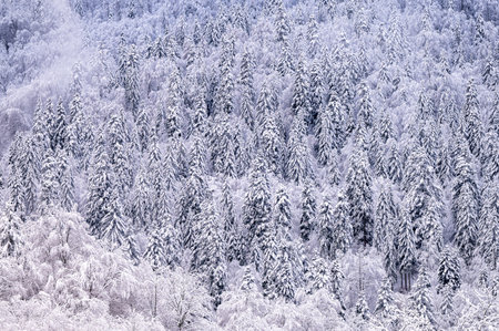 Snowy mountain forest in the Bieszczady, Carpathians. One of the most popular travel destination in...