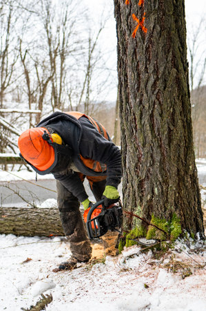 A professional lumberjack cutting down a dangerous tree near a public road. Poland.