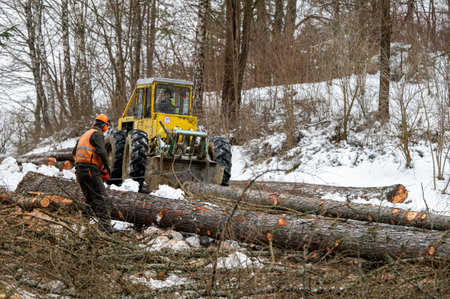 A professional lumberjack cutting down a dangerous tree near a public road. Poland.
