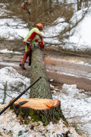 A professional lumberjack cutting down a dangerous tree near a public road. Poland.