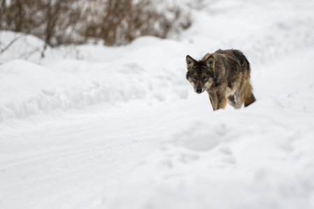 Gray Wolf, Canis lupus. Bieszczady Mountains, Carpathians, Poland.