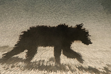 Brown Bear, Ursus arctos. Bieszczady Mountains, Carpathians, Poland. Photo of an authentic European wild predator from the heart of the Carpathians.の写真素材