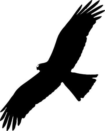Black silhouette of a bird of prey in flight.のイラスト素材