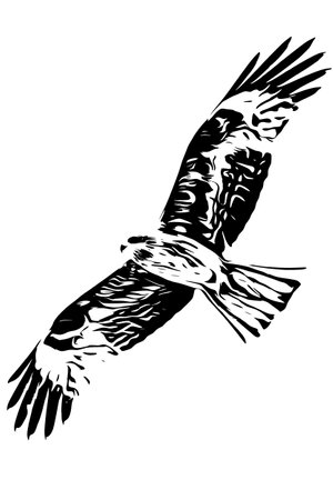 Black silhouette of a bird of prey in flight.のイラスト素材